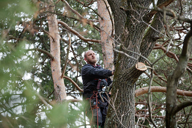 South Greensburg, PA Tree Removal Services Company